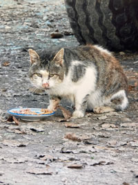 Schnupfi