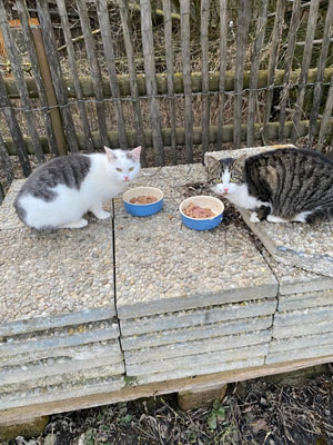 Corduola und Cosima