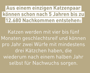Katzenpyramide2