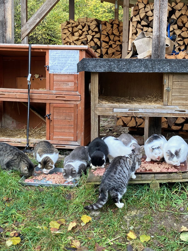 Futterstelle